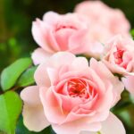 Herbal Essences Smooth collection conditioner, 29.2 fl oz, 29.2 Fl Oz - Image 6