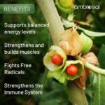 Ambrosial Ashwagandha Capsules 500mg per Capsule | High Strength Ashwagandha Root Powder| Herbal Supplement with Immunity Support | Non-GMO & Gluten Free (Pack of 1) - Image 4